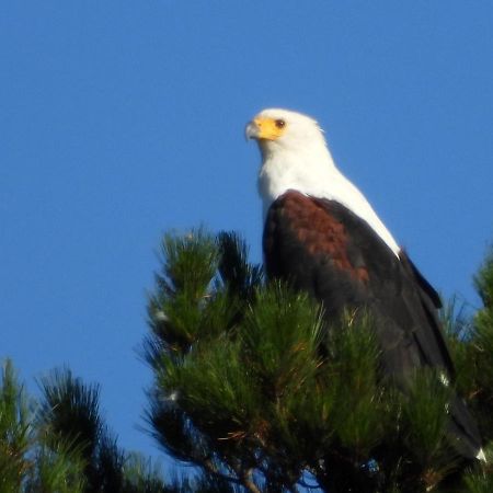 Eagles' Call Cottages And Tent 维德尼斯 外观 照片