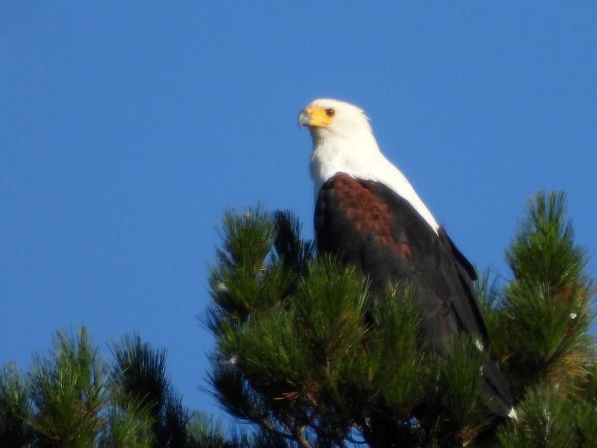 Eagles' Call Cottages And Tent 维德尼斯 外观 照片